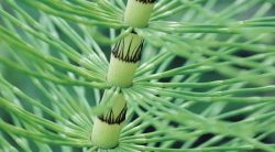 The Best Weed Killer For Horsetail