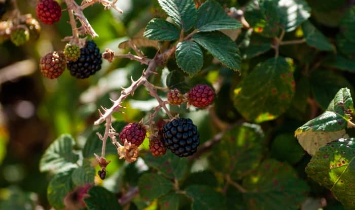 Bramble bush