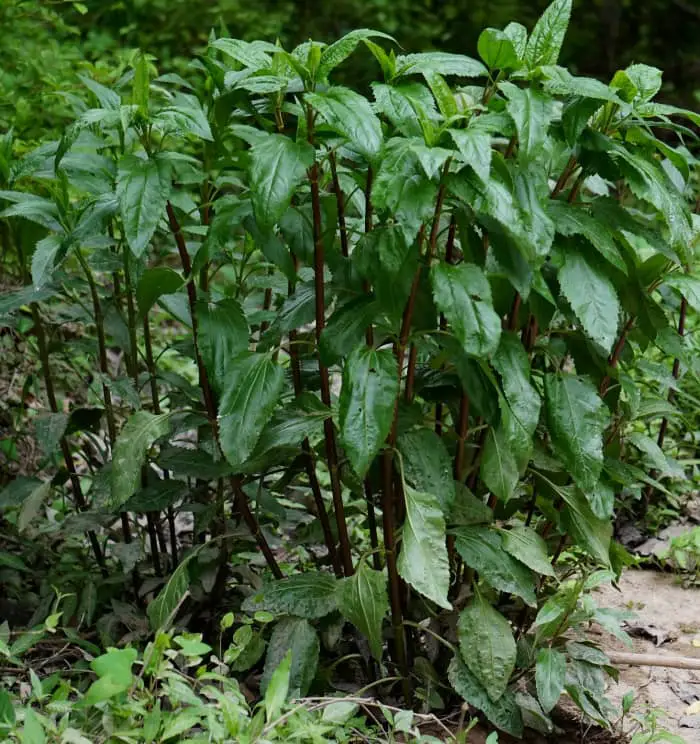 Broad Leaved Dock