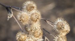 7 Types Of Burr Weeds