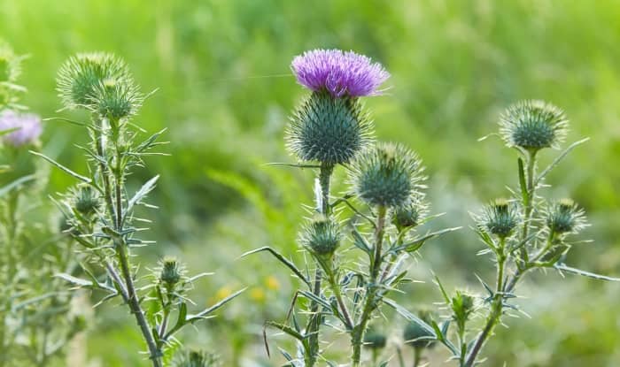 Bull Thistle