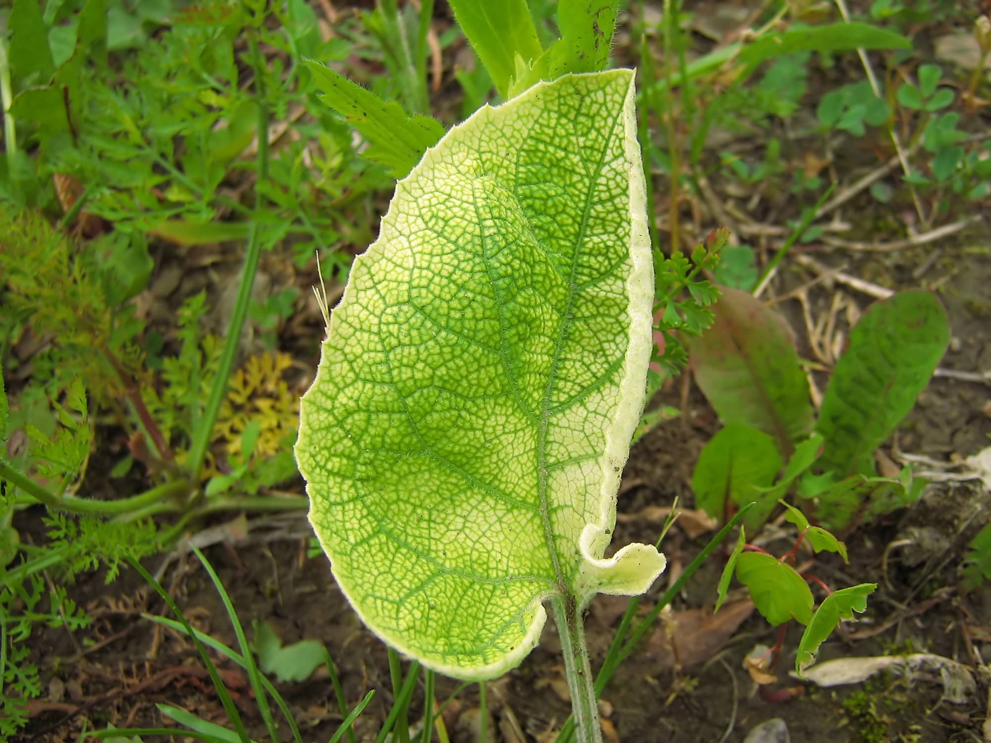 Common Burdock