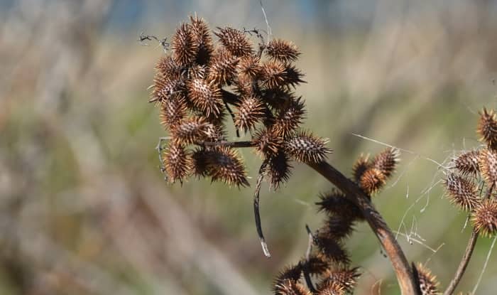 Common Cocklebur