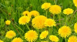 13 Common Lawn Weeds: Identification With Pictures