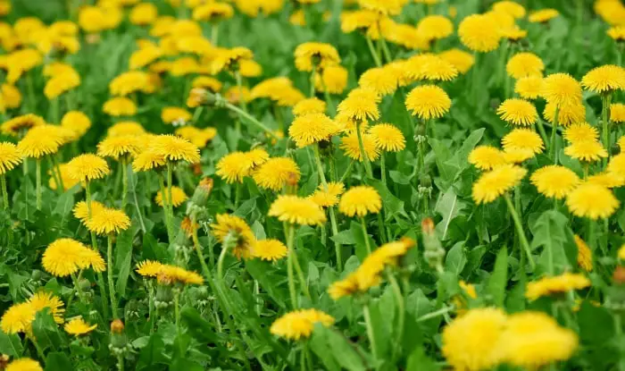 Dandelions