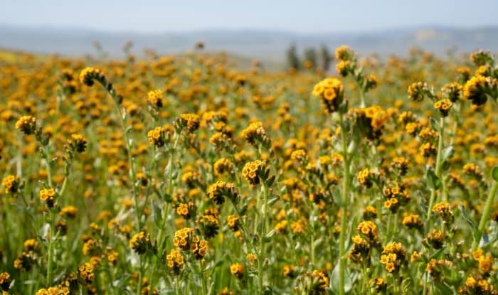 Yellow Burr Weed