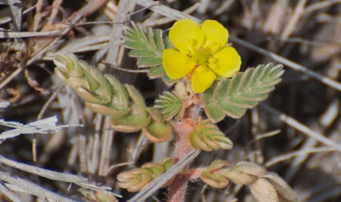 Goat Head Weed