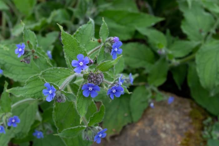 Green Alkanet