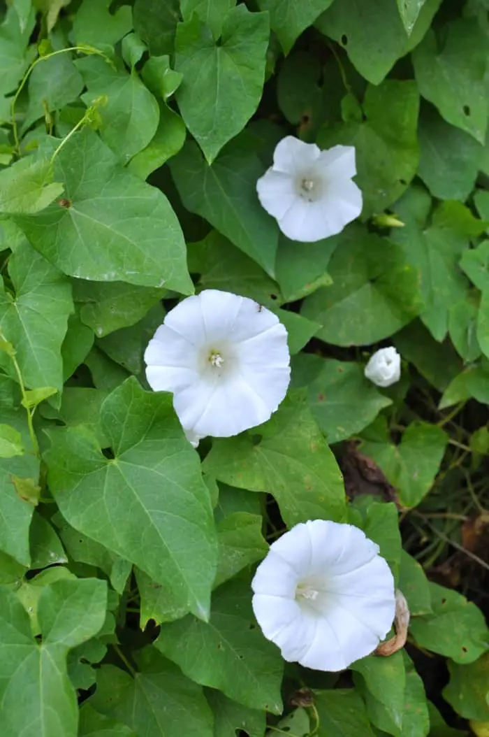 Hedge Bindweed