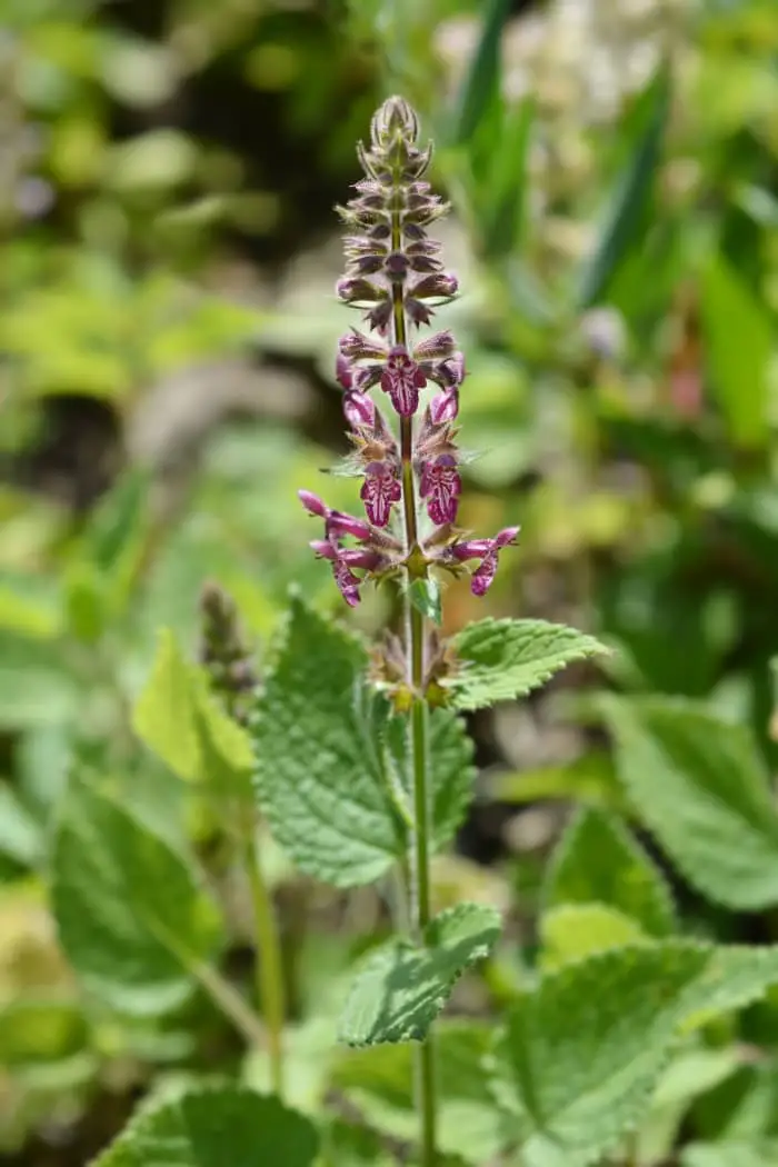 Hedge Woundwort