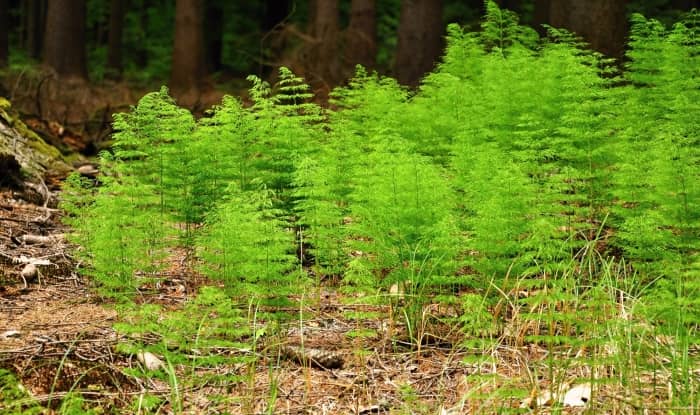 Horsetail