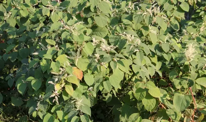 Japanese knotweed