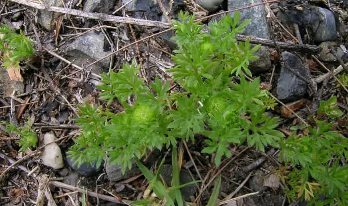 Lawn Burweed