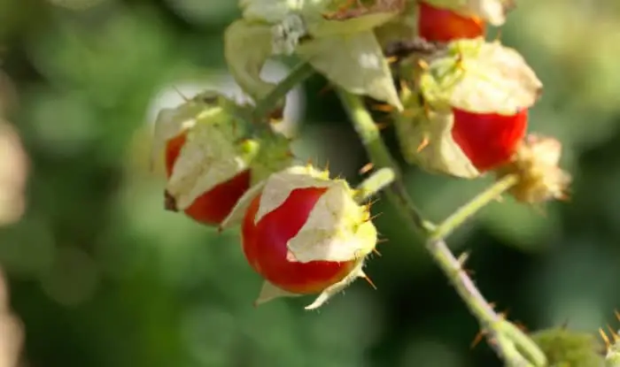 Litchi Tomato