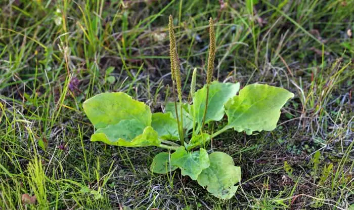 Plantain