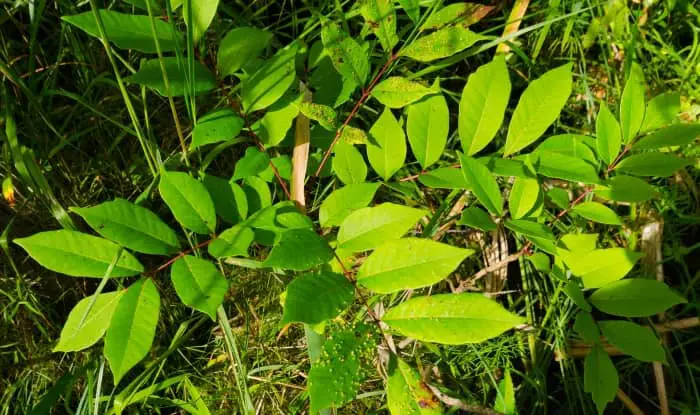 Poison Sumac