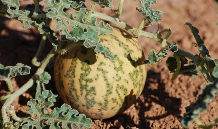 Prickly paddy melon