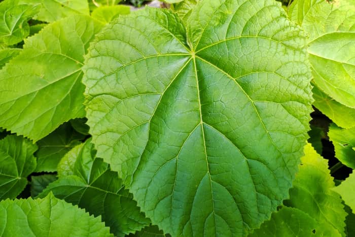 Princess Tree Leaves