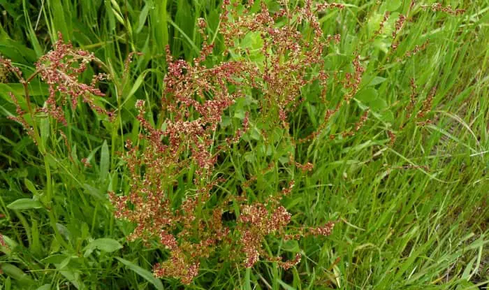 Red Sorrel