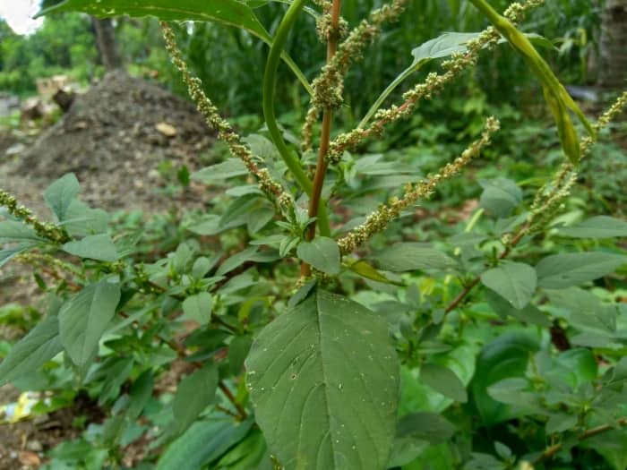 Spiny pigweed