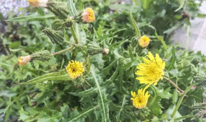 spiny sowthistle