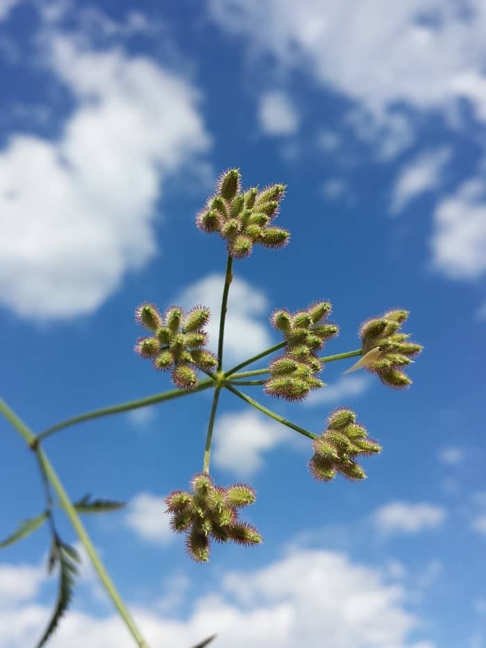 Hedge Parsley