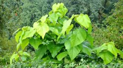 23 Weeds With Large Leaves