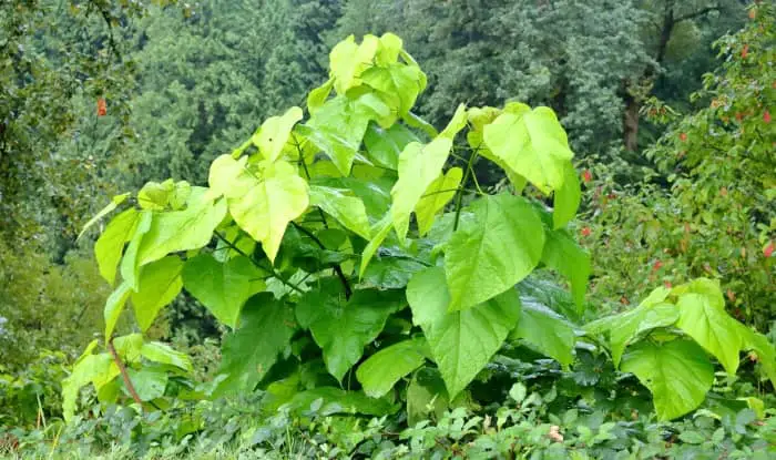 Velvetleaf