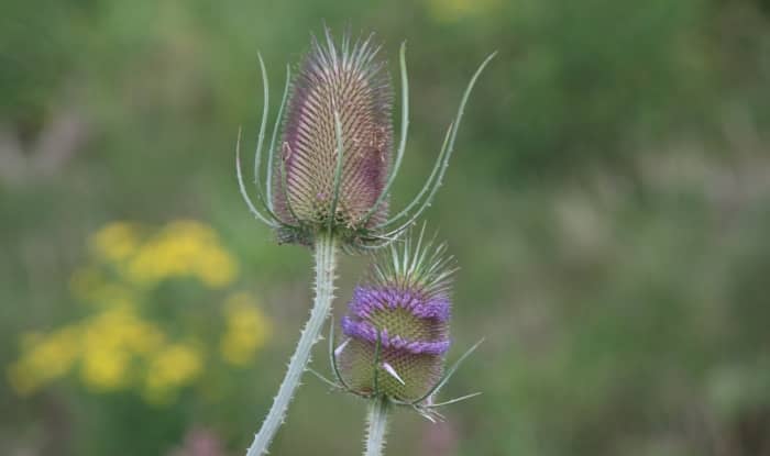 Wild teasel