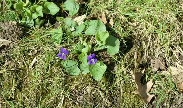 Wild violet