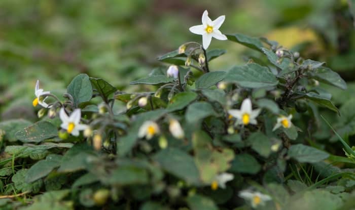 Black Nightshade