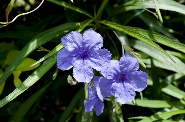 Blue Morning Glory Flowers