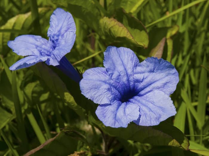 Blue Morning Glory