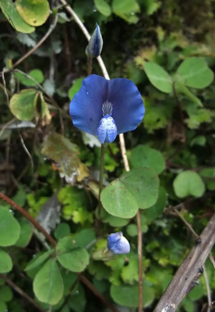 Blue Oxalis 