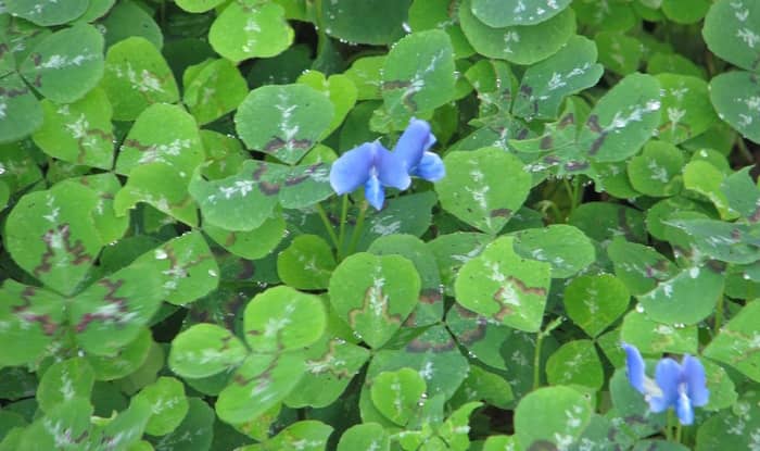 Blue Oxalis Flowers In Leaves