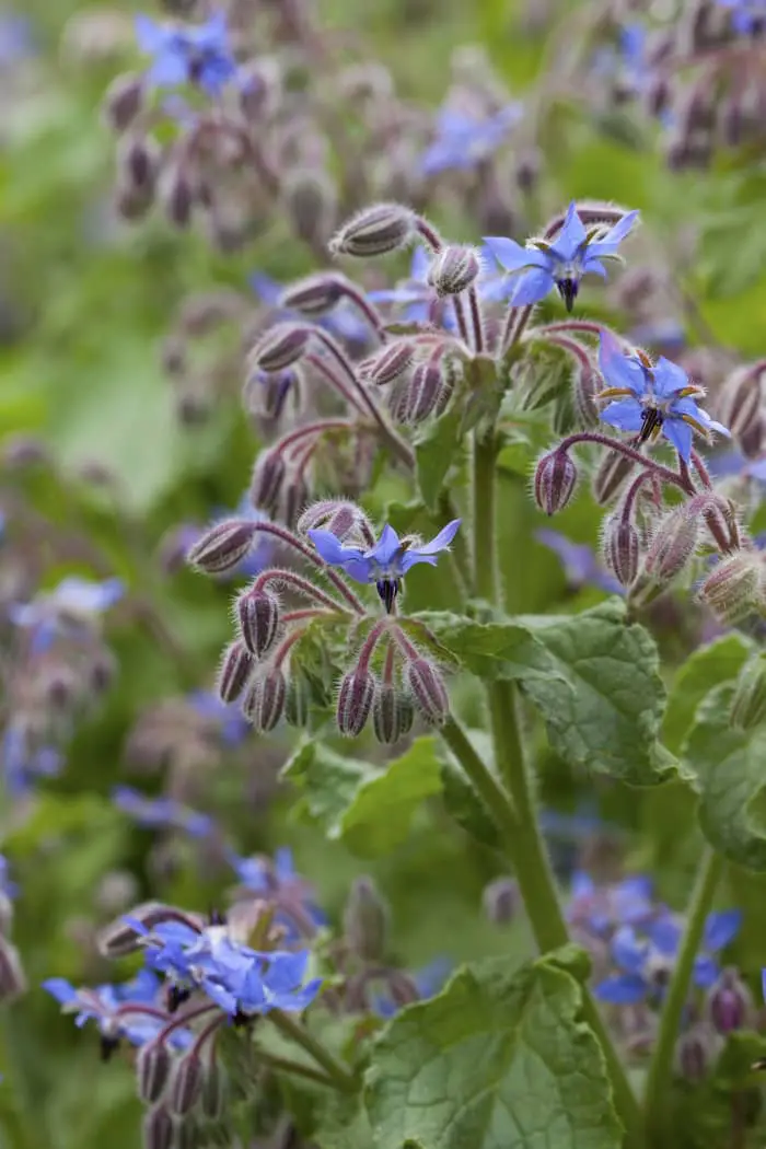 Borage flowers