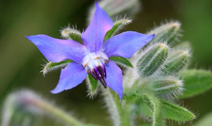 Borage