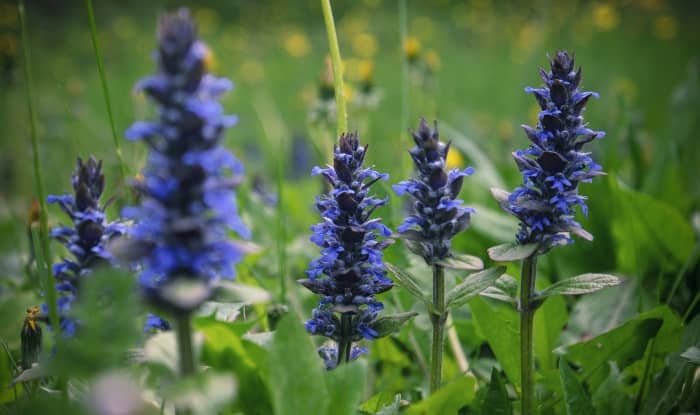 Carpet bugleweed