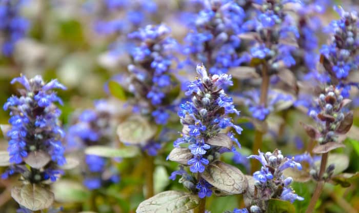 Carpet bugleweed flowers growing