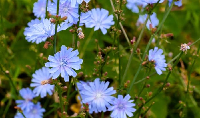 Chicory