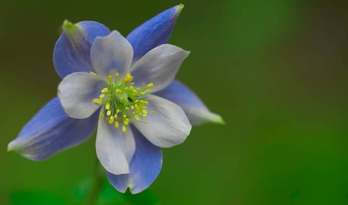 Colarado Blue Columbine flower