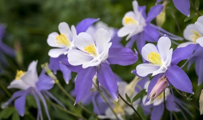 Colorado Blue Columbine