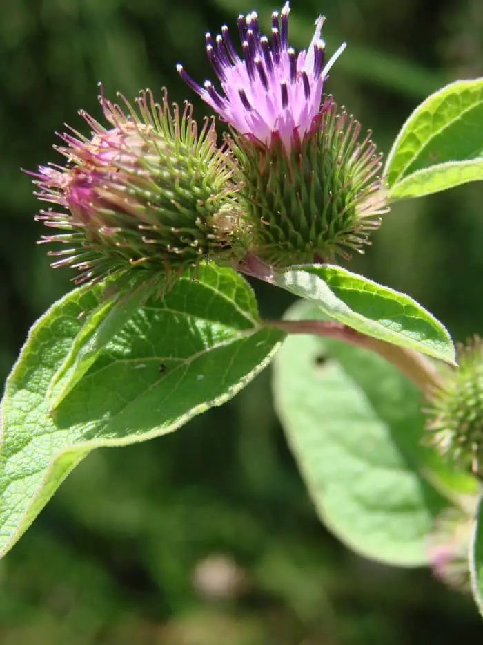 Common Burdock Flowers