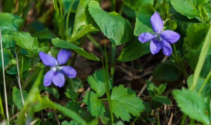 Common blue violet flowers