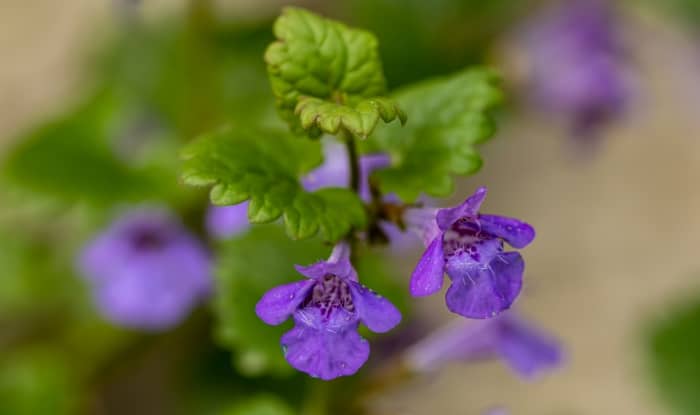 Creeping Charlie Flowers