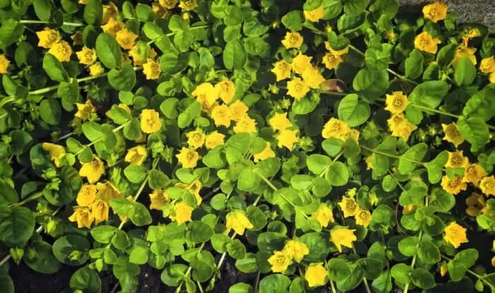 Creeping Jenny