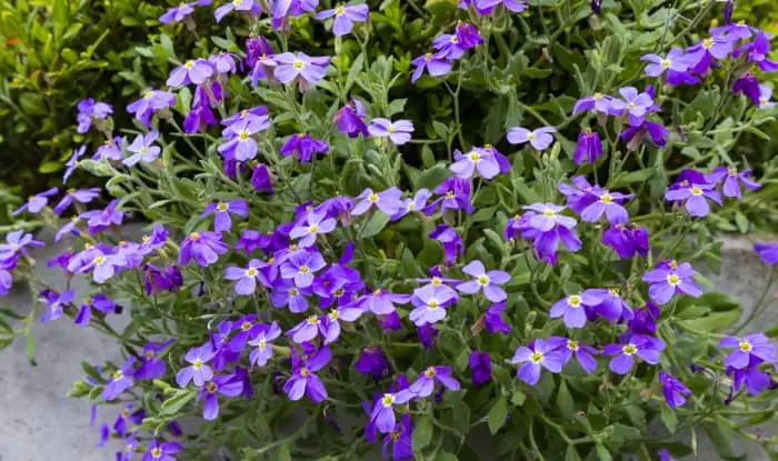 Dame's rocket flowers