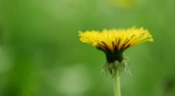 10 Types Of Dandelion Weeds