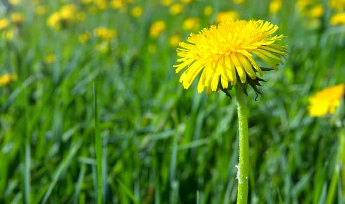 California dandelion