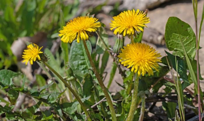 Russian dandelion